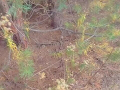 Unfamiliar lumberjack cums in my panties Risky public cum panties