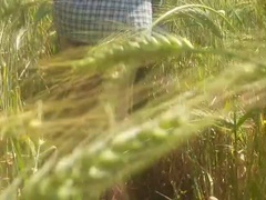Desi Daughter-in-Law Teases Father-in-Law in Wheat Field - Big Ass & Fingering Outdoor