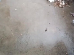 Asiático, Belleza, Mamada, Hd, Indio, Pezones, Maestra, Esposa