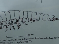 Bbw, Veľký zadok, Kuřba, Pár, Prirodzené prsia, Z pohľadu účastníka, Kozičky, Manželka