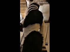 Fursuit farting compilation 2