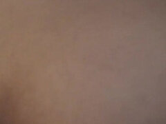 Arab, Veľký zadok, Dospelé